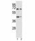 Protein Tyrosine Phosphatase Non-Receptor Type 11 antibody, F53772-0.4ML, NSJ Bioreagents, Western Blot image 