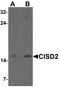 CDGSH Iron Sulfur Domain 2 antibody, A06387, Boster Biological Technology, Western Blot image 