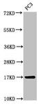 Microsomal Glutathione S-Transferase 3 antibody, LS-C678655, Lifespan Biosciences, Western Blot image 