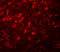 NLR Family Pyrin Domain Containing 10 antibody, 5967, ProSci, Immunofluorescence image 