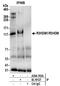 R3H Domain Containing 1 antibody, NBP2-41362, Novus Biologicals, Immunoprecipitation image 