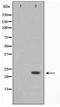 Retrotransposon Gag Like 6 antibody, TA347606, Origene, Western Blot image 
