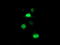 Proteasome Subunit Beta 7 antibody, M08095-1, Boster Biological Technology, Immunofluorescence image 