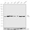 RAD1 Checkpoint DNA Exonuclease antibody, 711181, Invitrogen Antibodies, Western Blot image 