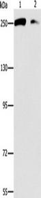p220 antibody, TA351152, Origene, Western Blot image 