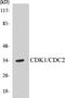 Cyclin Dependent Kinase 1 antibody, EKC1107, Boster Biological Technology, Western Blot image 