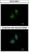 Protein Disulfide Isomerase Family A Member 5 antibody, GTX115511, GeneTex, Immunofluorescence image 