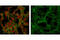 Akt antibody, 9272S, Cell Signaling Technology, Immunofluorescence image 