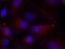 Cytochrome C, Somatic antibody, orb215196, Biorbyt, Immunofluorescence image 