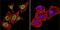 Parvalbumin antibody, NB120-11427, Novus Biologicals, Immunofluorescence image 