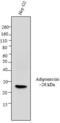 Adiponectin, C1Q And Collagen Domain Containing antibody, GTX80683, GeneTex, Western Blot image 