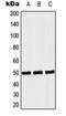 Septin-6 antibody, orb215074, Biorbyt, Western Blot image 