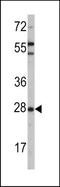 Oprs1 antibody, TA302033, Origene, Western Blot image 
