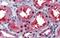 Ceramide Synthase 2 antibody, PA5-40572, Invitrogen Antibodies, Immunohistochemistry paraffin image 