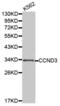 Cyclin D3 antibody, abx001007, Abbexa, Western Blot image 