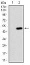 Ftl antibody, NBP2-37250, Novus Biologicals, Western Blot image 