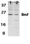 Bcl2 Modifying Factor antibody, orb74477, Biorbyt, Western Blot image 