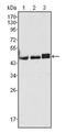 Keratin-17 antibody, AM06354SU-N, Origene, Western Blot image 