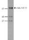 Aml1 antibody, TA347279, Origene, Western Blot image 