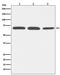 Albumin antibody, M01245, Boster Biological Technology, Western Blot image 