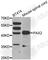 Paired Box 2 antibody, A3067, ABclonal Technology, Western Blot image 