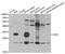 Aquaporin-4 antibody, TA332827, Origene, Western Blot image 