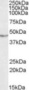 TAR DNA Binding Protein antibody, TA305670, Origene, Western Blot image 