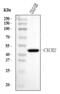 C-X-C Motif Chemokine Receptor 2 antibody, A00455-3, Boster Biological Technology, Western Blot image 