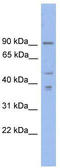 Zinc finger X-chromosomal protein antibody, TA343384, Origene, Western Blot image 