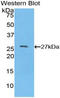 HNF-4-alpha antibody, LS-C294485, Lifespan Biosciences, Western Blot image 