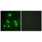 Protein hairless antibody, PA5-49766, Invitrogen Antibodies, Immunofluorescence image 