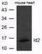 Inhibitor Of DNA Binding 2 antibody, GTX50792, GeneTex, Western Blot image 