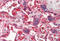PRDX2 antibody, MBS246553, MyBioSource, Immunohistochemistry frozen image 