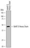 Clostridium botulinum E Toxin antibody, MAB7135, R&D Systems, Western Blot image 