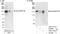 Sperm-associated antigen 5 antibody, A301-512A, Bethyl Labs, Immunoprecipitation image 
