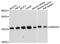 Mago Homolog, Exon Junction Complex Subunit antibody, A04427, Boster Biological Technology, Western Blot image 
