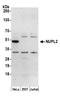 Nucleoporin-like protein 2 antibody, A305-462A, Bethyl Labs, Western Blot image 