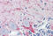 Vesicle-associated membrane protein 2 antibody, MBS245468, MyBioSource, Immunohistochemistry paraffin image 