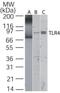 Toll Like Receptor 4 antibody, GTX13867, GeneTex, Western Blot image 