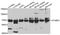 Syntaxin Binding Protein 3 antibody, orb373979, Biorbyt, Western Blot image 