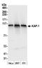Tripartite Motif Containing 28 antibody, A300-275A, Bethyl Labs, Western Blot image 