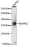 NODAL Modulator 2 antibody, 16-680, ProSci, Western Blot image 