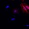 His tag antibody, MA1-135-A647, Invitrogen Antibodies, Immunofluorescence image 