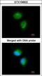 Metabolism Of Cobalamin Associated C antibody, GTX106822, GeneTex, Immunocytochemistry image 