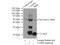 Cytochrome B5 Type B antibody, 15469-1-AP, Proteintech Group, Immunoprecipitation image 