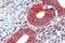Erythrocyte Membrane Protein Band 4.1 Like 2 antibody, GTX88899, GeneTex, Immunohistochemistry paraffin image 