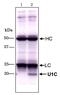 Small Nuclear Ribonucleoprotein Polypeptide C antibody, GTX00872, GeneTex, Immunoprecipitation image 