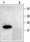 Vesicle Associated Membrane Protein 2 antibody, TA328894, Origene, Western Blot image 