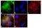 Retinoic Acid Receptor Beta antibody, MA1-811, Invitrogen Antibodies, Immunofluorescence image 