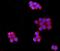 Membrane Palmitoylated Protein 1 antibody, PB10078, Boster Biological Technology, Immunofluorescence image 
